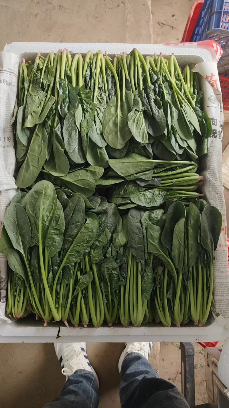 山东万亩叶菜产地全年供应精品、两排、两排半、三排精品菠菜、