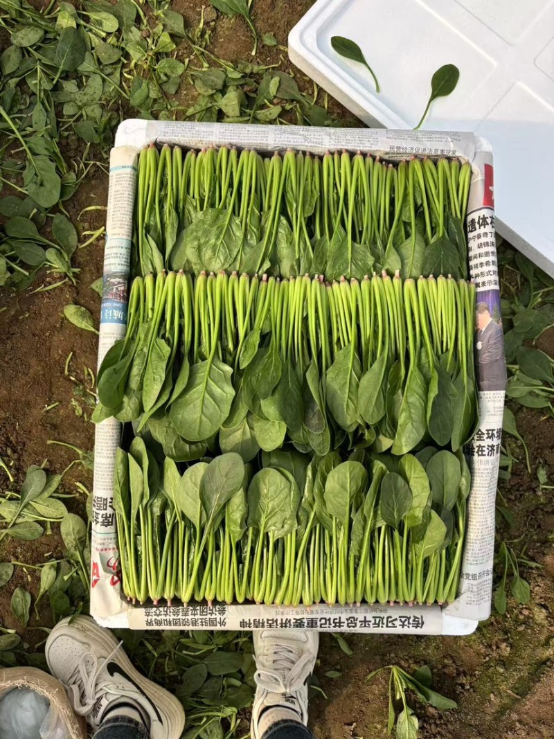 山东万亩叶菜产地全年供应精品、两排、两排半、三排精品菠菜、