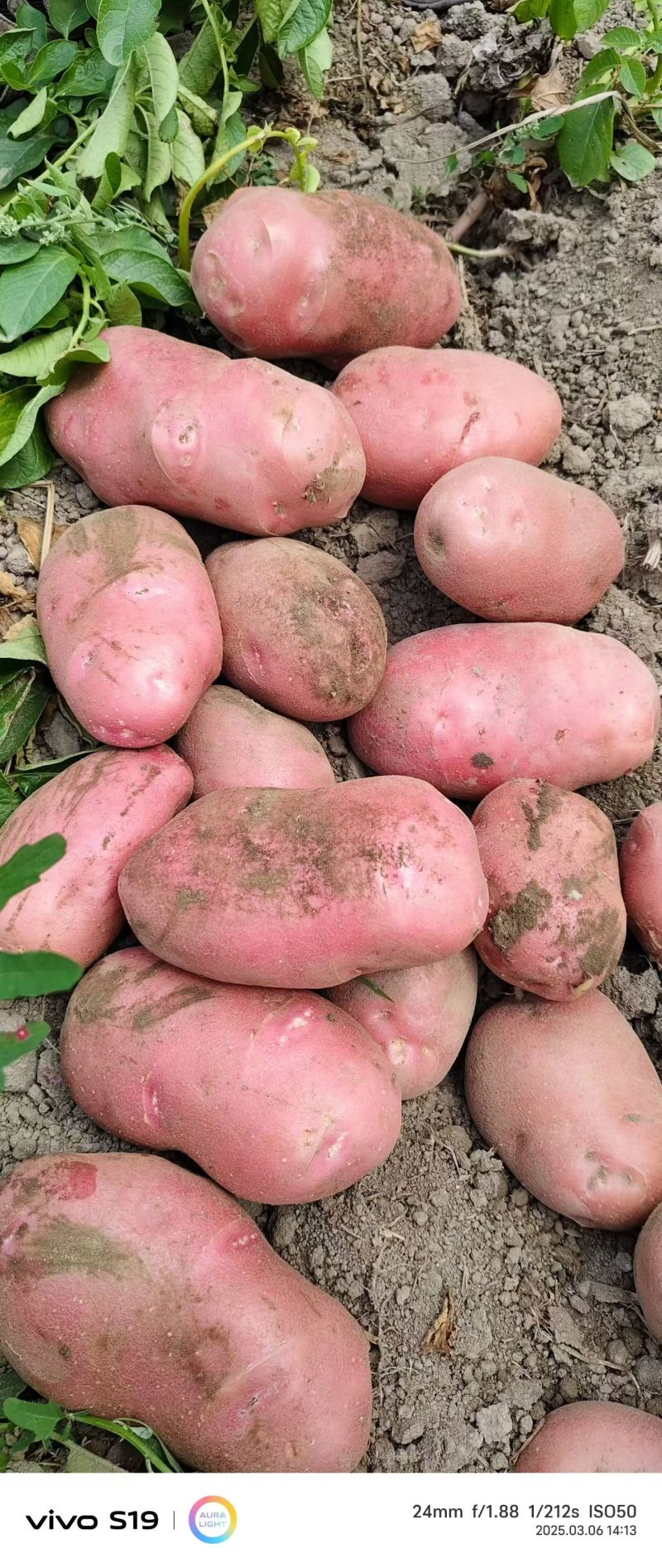 青九云南高原大土豆红皮黄心薯片加工厂用薯炸炕小土豆