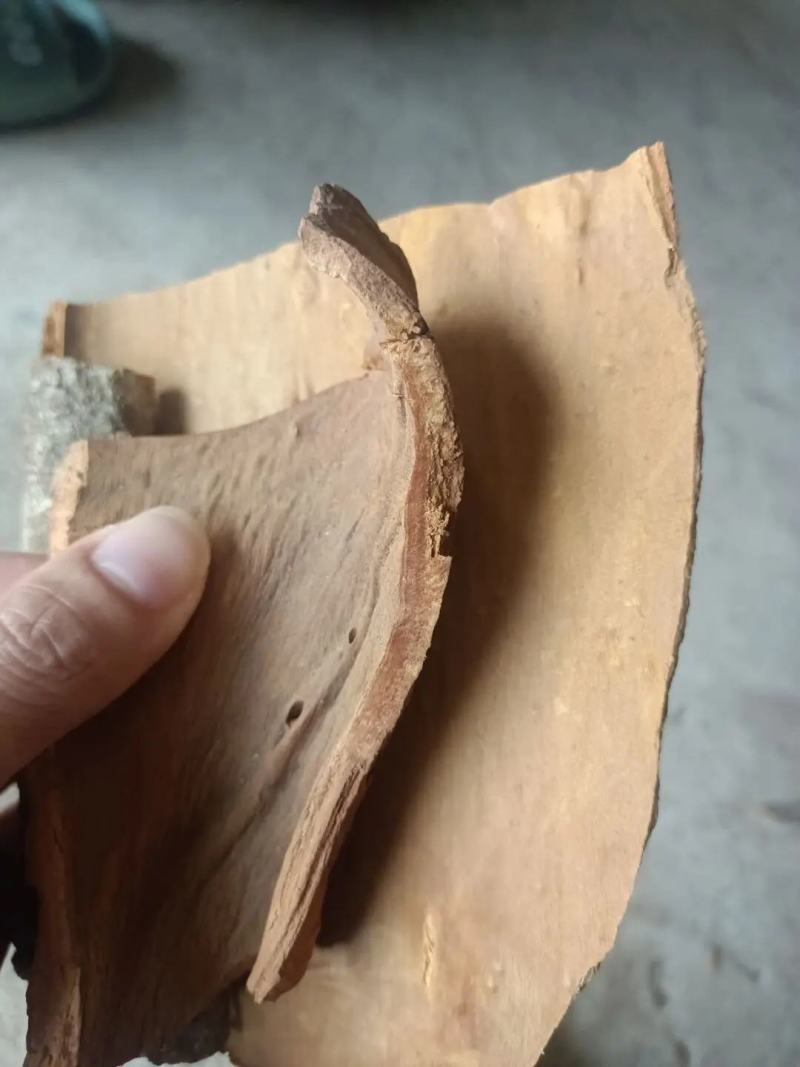 广西深山老肉桂