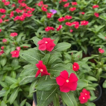 长春花，带花发。