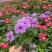 长春花，带花发。