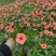 长春花，带花发。