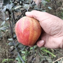 彩虹梨苗