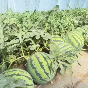 信博甜蜜都西瓜种子中早熟肉质沙脆爽口西瓜丰产抗病耐储运