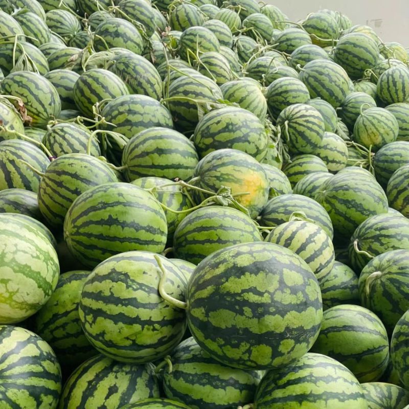 信博甜蜜都西瓜种子中早熟肉质沙脆爽口西瓜丰产抗病耐储运