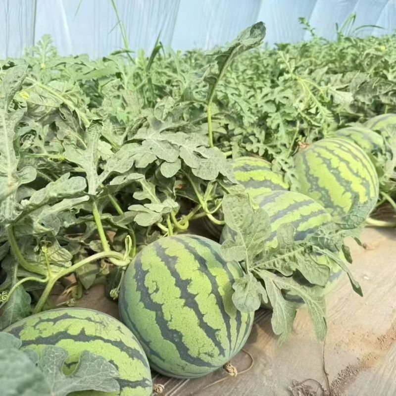 信博甜蜜都西瓜种子中早熟肉质沙脆爽口西瓜丰产抗病耐储运