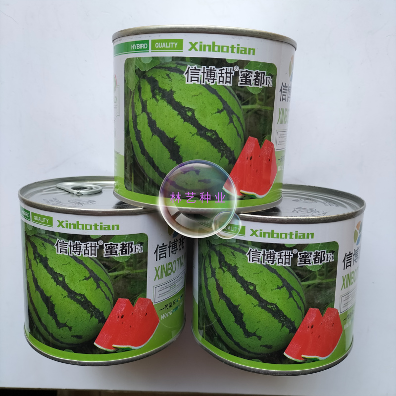 信博甜蜜都西瓜种子中早熟肉质沙脆爽口西瓜丰产抗病耐储运