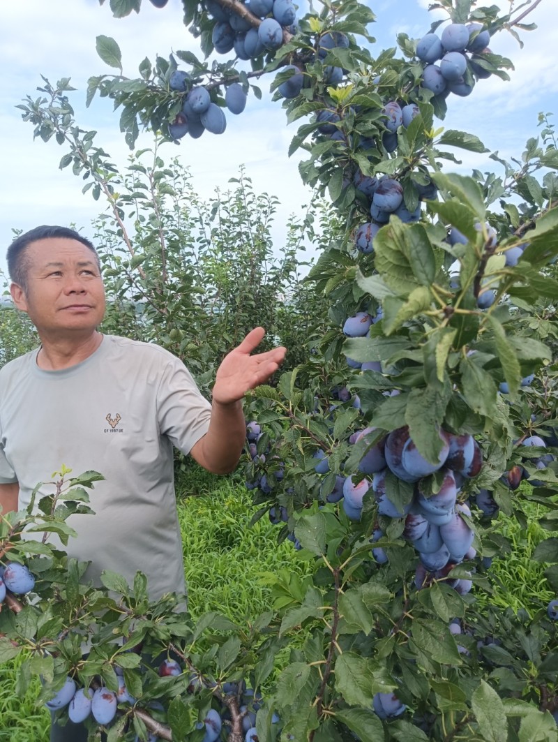 艾琳娜西梅李子苗