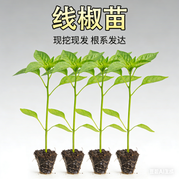 辣椒苗