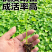 辣椒苗