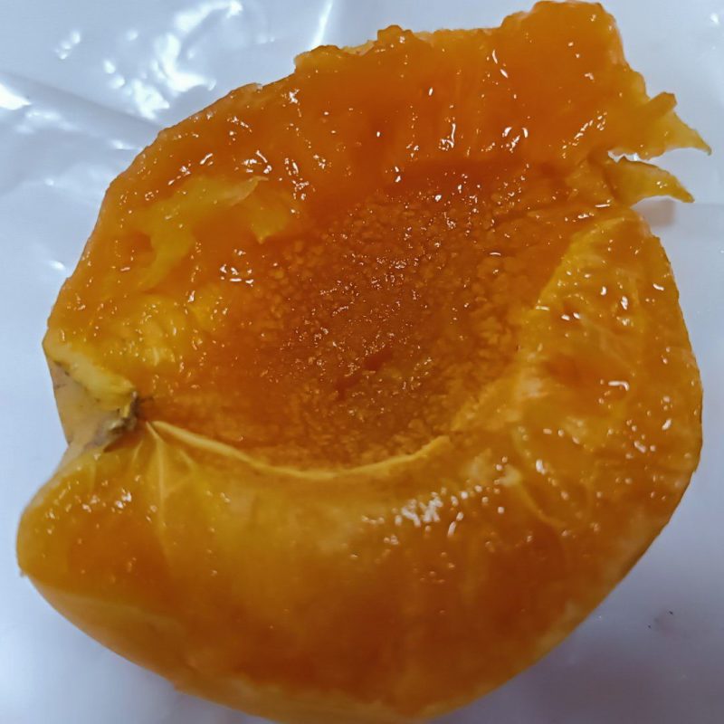 帝王杏苗