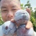 国峰七李子苗