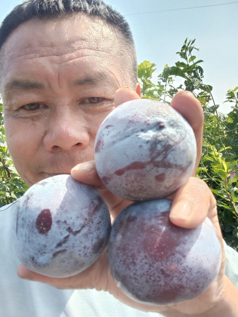 国峰七李子苗