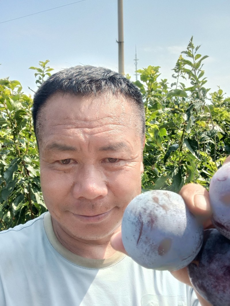 国峰七李子苗