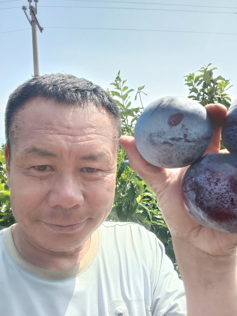国峰七李子苗