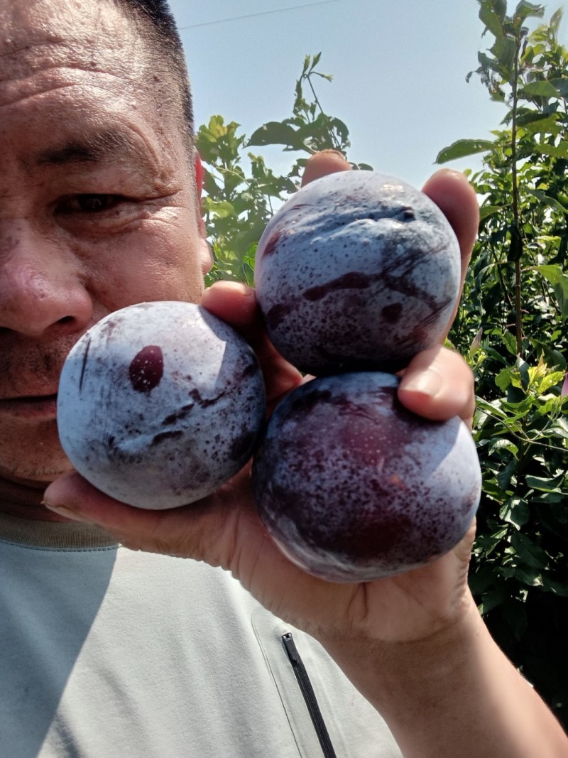 国峰七李子苗