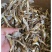 新品鹿茸菇干货10斤整件批发价鹿茸菇高品质脆菇特产鹿茸菇