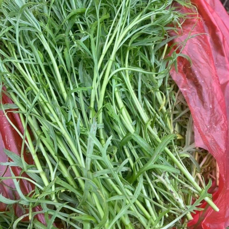 芦蒿宿迁芦蒿产地一手货源（量大从优）欢迎来电洽谈更优惠
