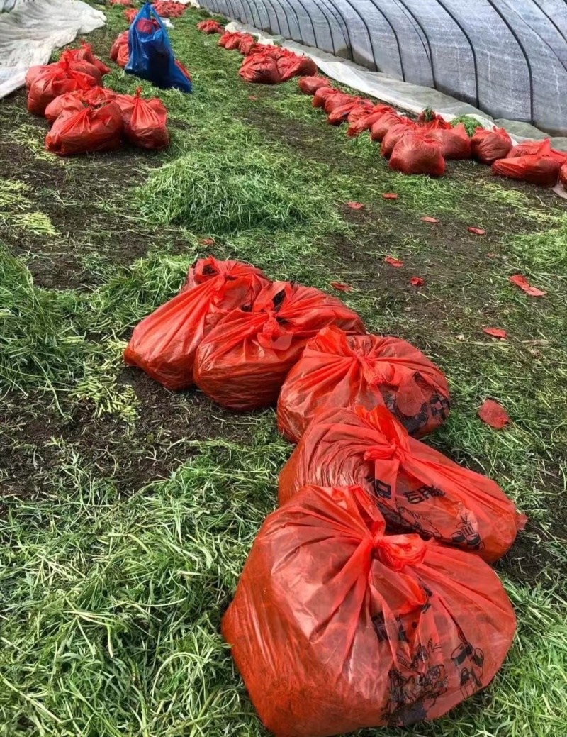 芦蒿宿迁芦蒿产地一手货源（量大从优）欢迎来电洽谈更优惠