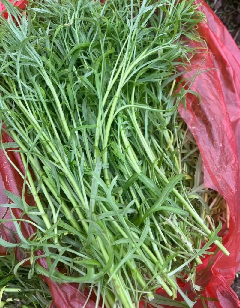 芦蒿宿迁芦蒿产地一手货源（量大从优）欢迎来电洽谈更优惠