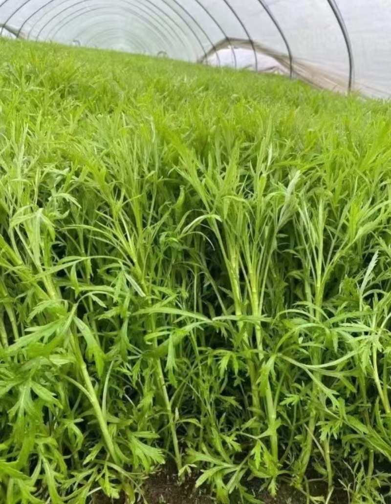 芦蒿宿迁芦蒿产地一手货源（量大从优）欢迎来电洽谈更优惠