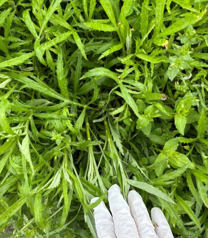 芦蒿宿迁芦蒿产地一手货源（量大从优）欢迎来电洽谈更优惠