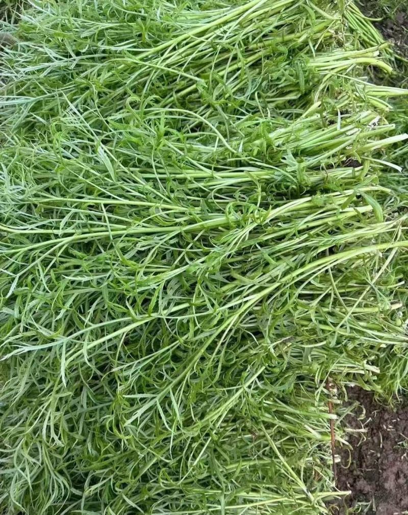 芦蒿宿迁芦蒿产地一手货源（量大从优）欢迎来电洽谈更优惠