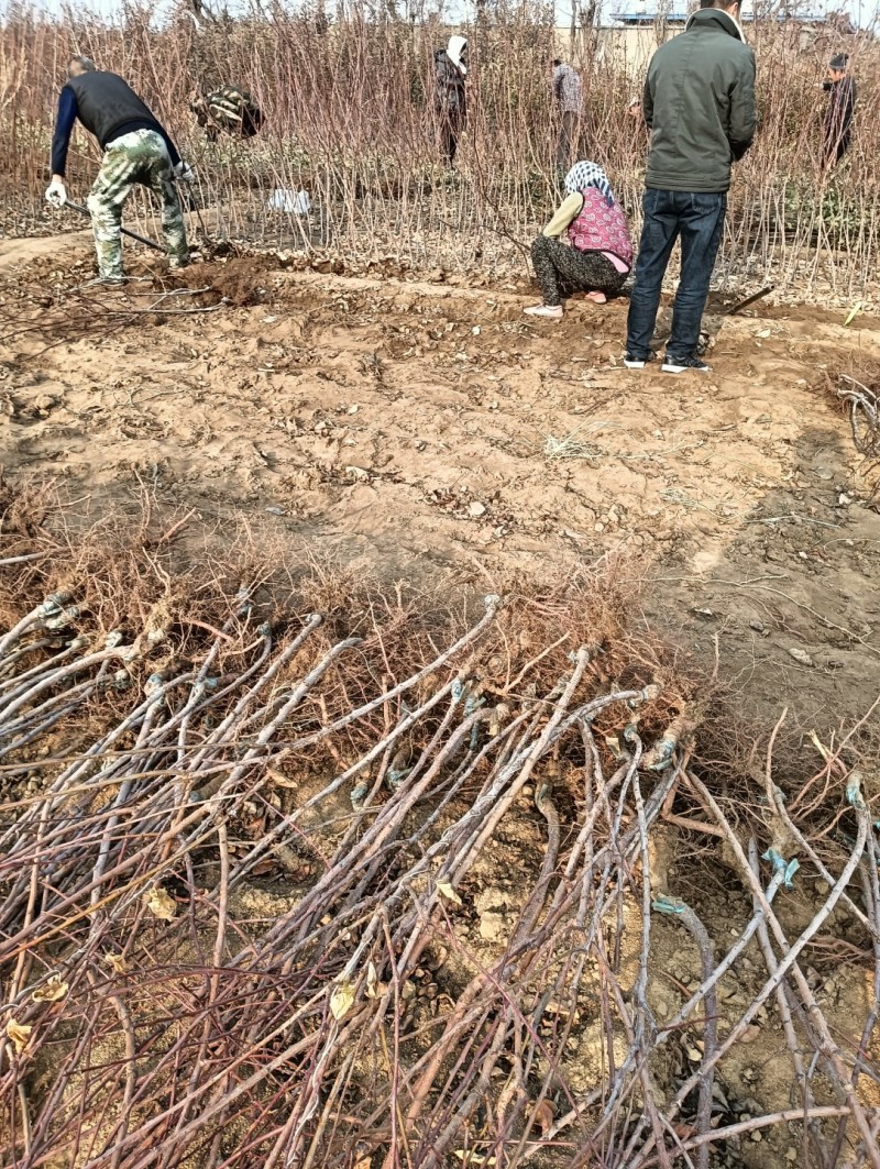 黑霸王李子苗