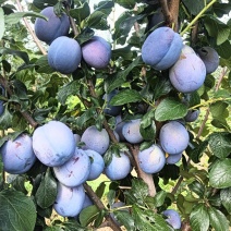 蓝蜜西梅李子苗