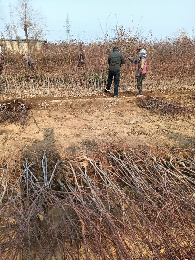 蓝蜜西梅李子苗