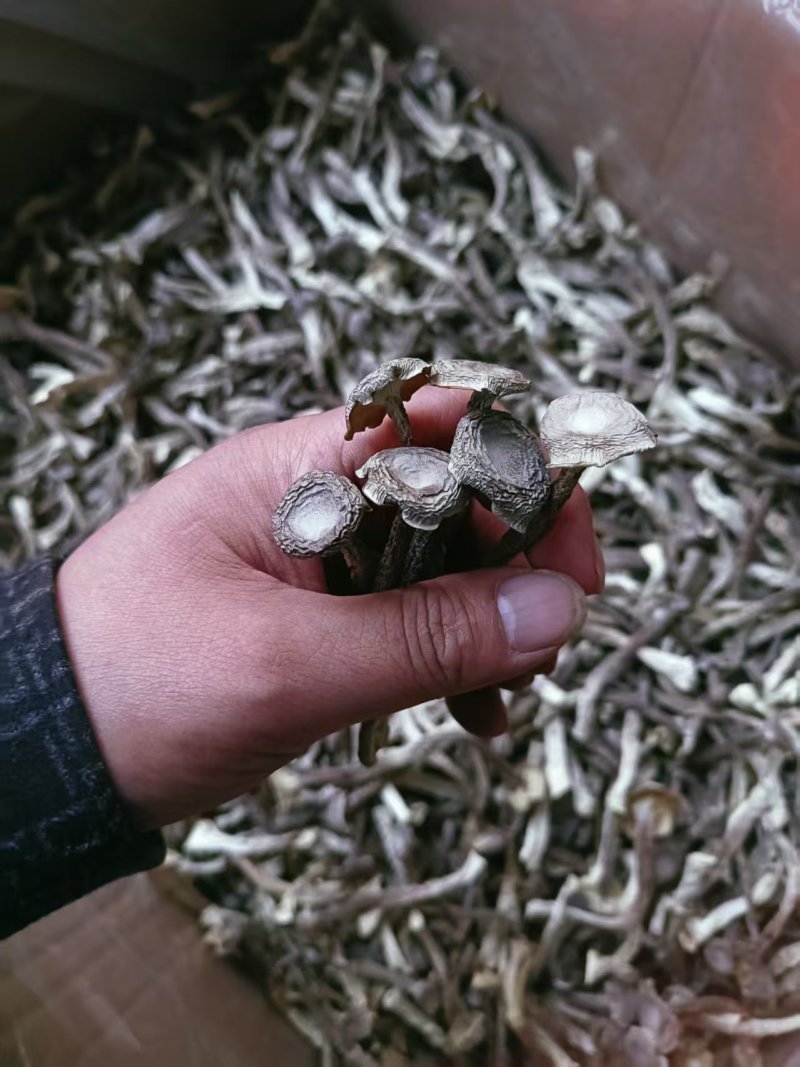 新品鹿茸菇干货10斤整件批发价鹿茸菇高品质脆菇特产鹿茸菇