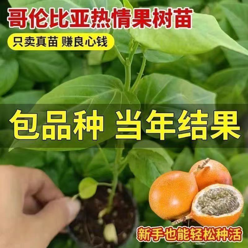 广西冰糖心木瓜苗矮化特大南方四季耐寒庭院种植当年结果树苗