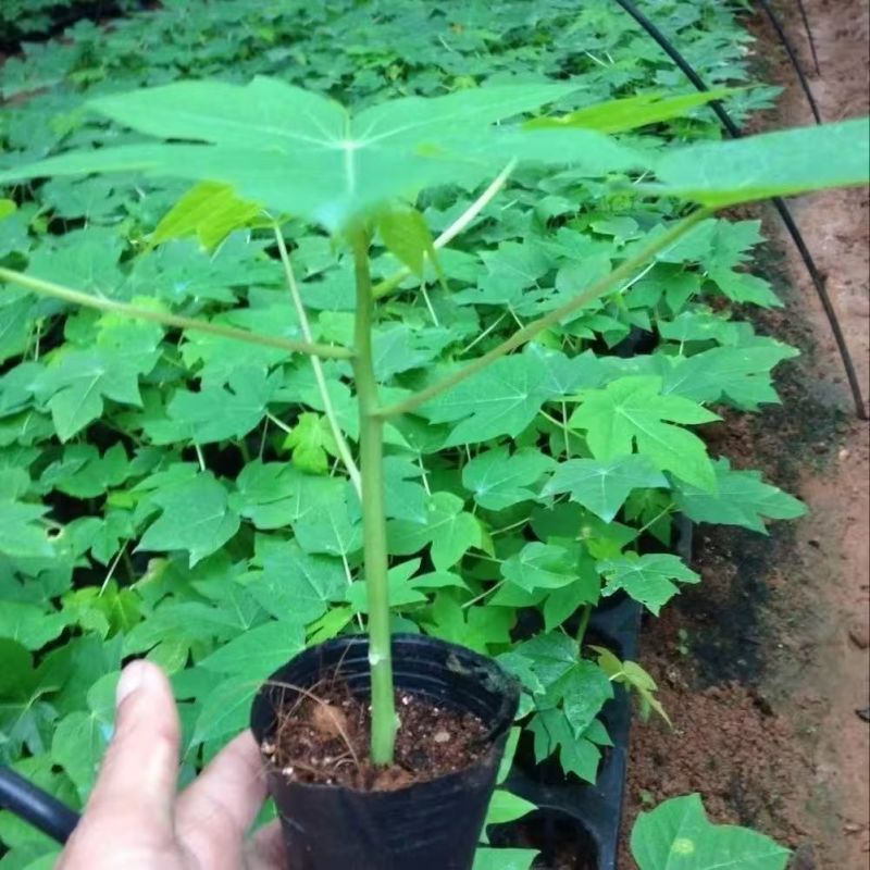 广西冰糖心木瓜苗矮化特大南方四季耐寒庭院种植当年结果树苗