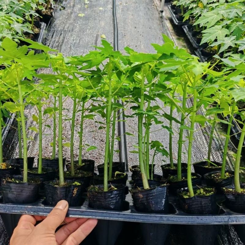 广西冰糖心木瓜苗矮化特大南方四季耐寒庭院种植当年结果树苗