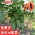 广西冰糖心木瓜苗矮化特大南方四季耐寒庭院种植当年结果树苗