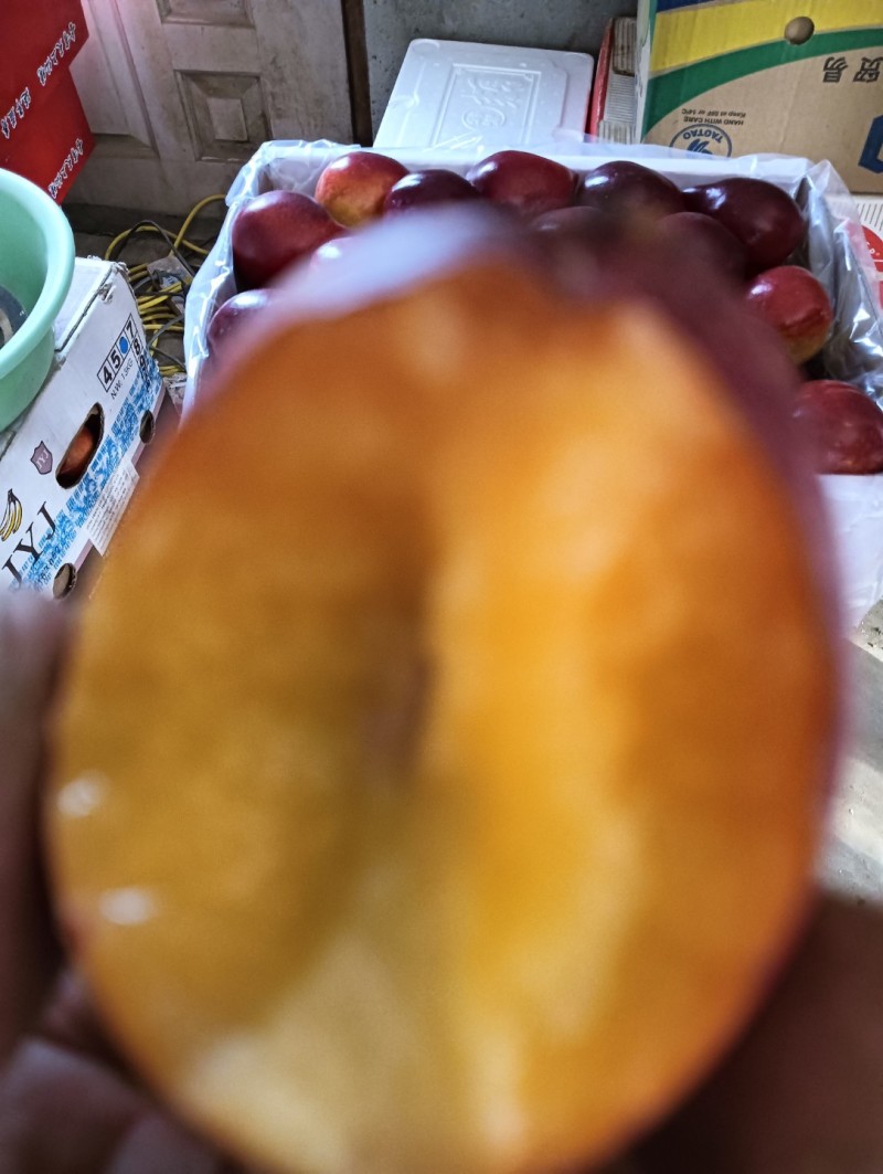 中油四号桃苗