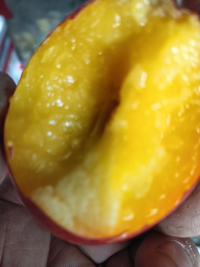 中油四号桃苗