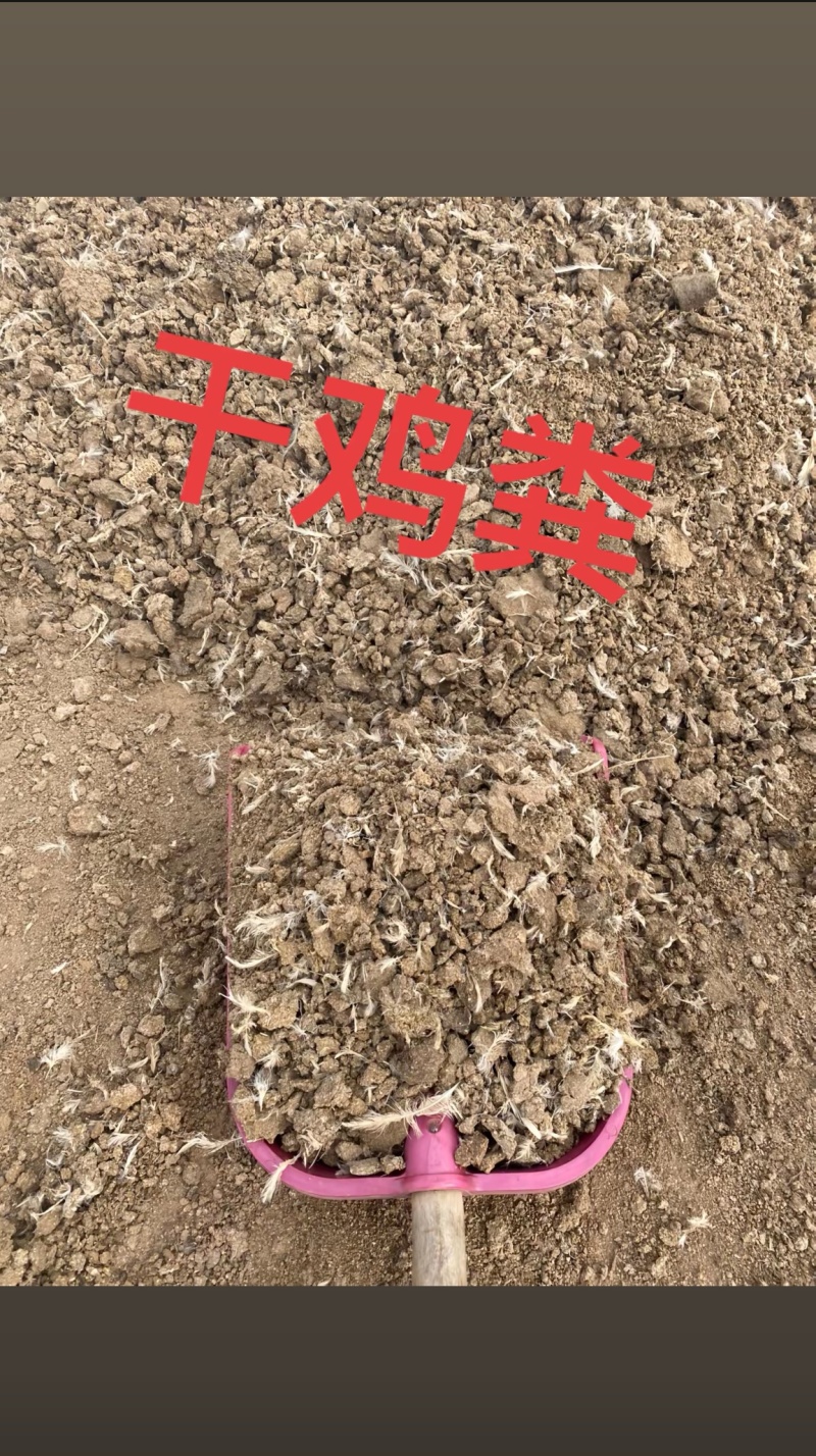 干鸡粪