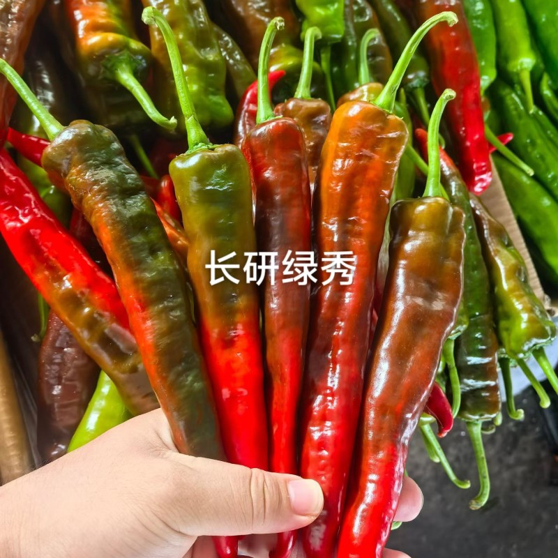 长研绿秀辣椒种子口感型牛角椒种籽产量高中辣早熟软皮辣椒种