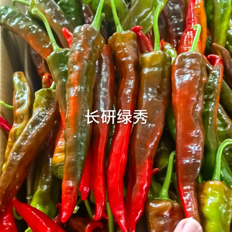 长研绿秀辣椒种子口感型牛角椒种籽产量高中辣早熟软皮辣椒种