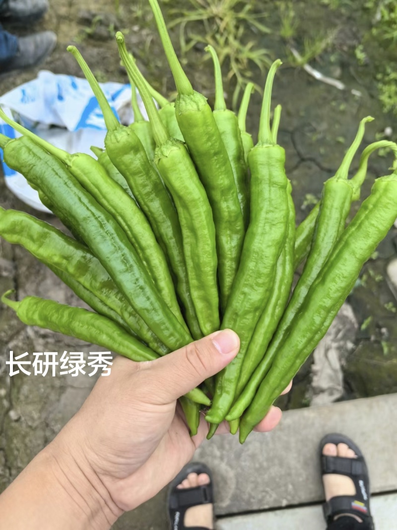 长研绿秀辣椒种子口感型牛角椒种籽产量高中辣早熟软皮辣椒种