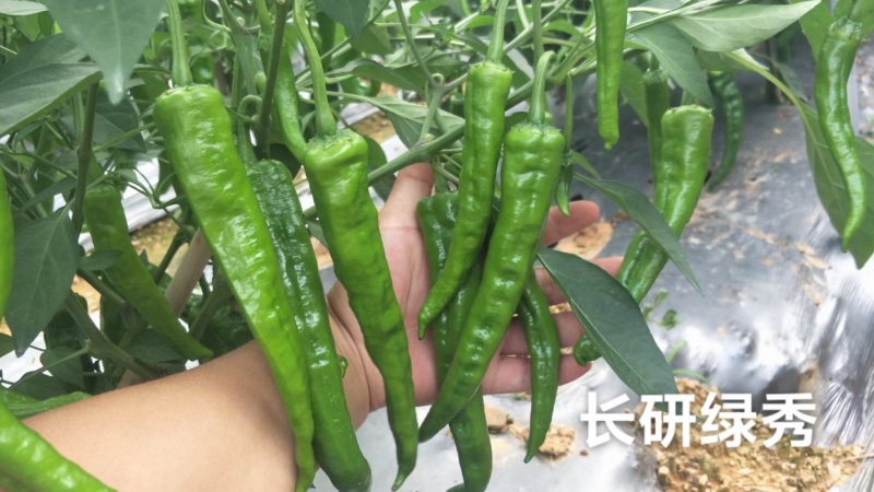 长研绿秀辣椒种子口感型牛角椒种籽产量高中辣早熟软皮辣椒种