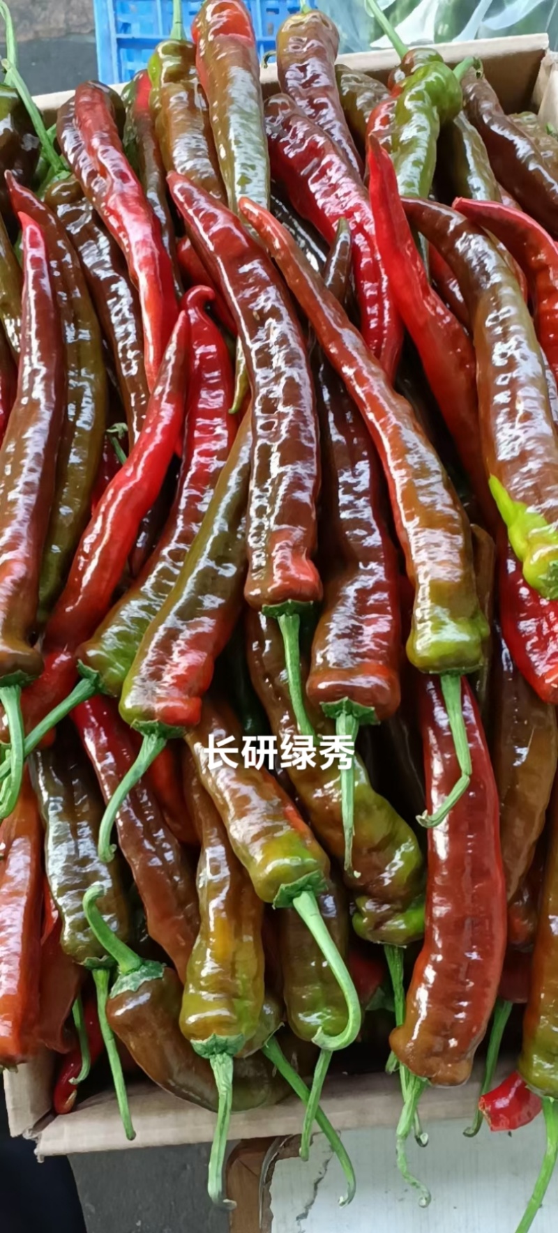 长研绿秀辣椒种子口感型牛角椒种籽产量高中辣早熟软皮辣椒种