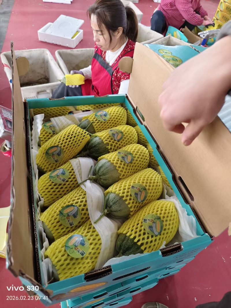密园十八甜瓜密园18金冠头茬二茬糖度高量大包棚定货