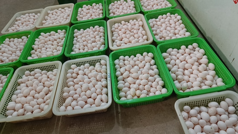 农家鸽子蛋，杂粮喂养，蛋清透明，口感细腻。老少皆宜。
