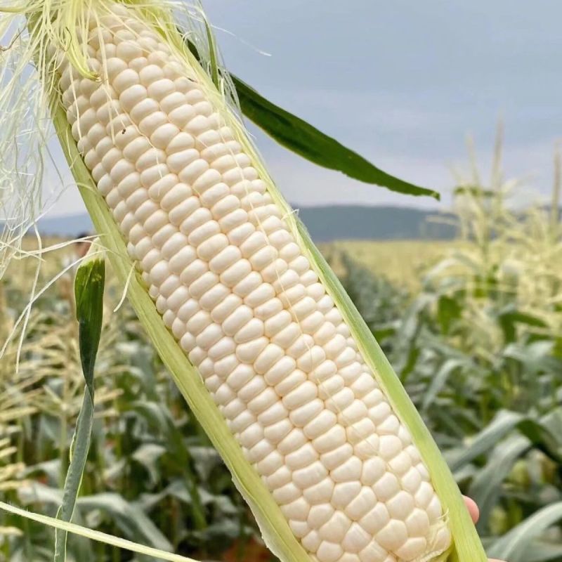 农科糯336白甜糯玉米种子白玉米种籽鲜食水果糯甜玉米
