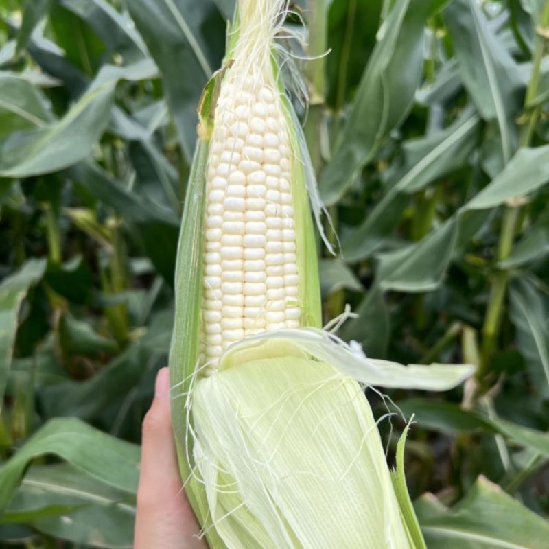 农科糯336白甜糯玉米种子白玉米种籽鲜食水果糯甜玉米