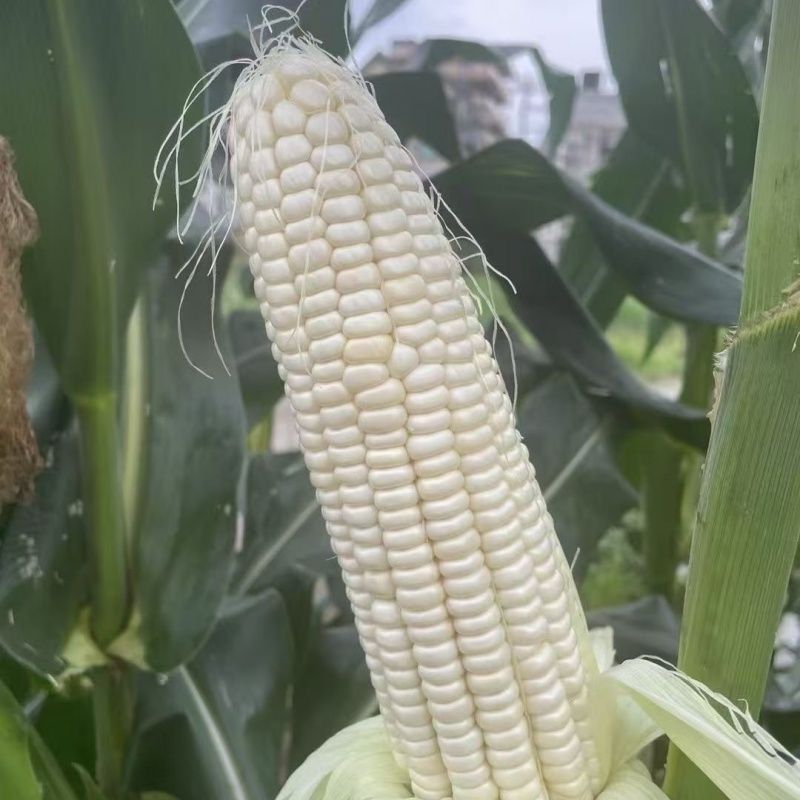 农科糯336白甜糯玉米种子白玉米种籽鲜食水果糯甜玉米