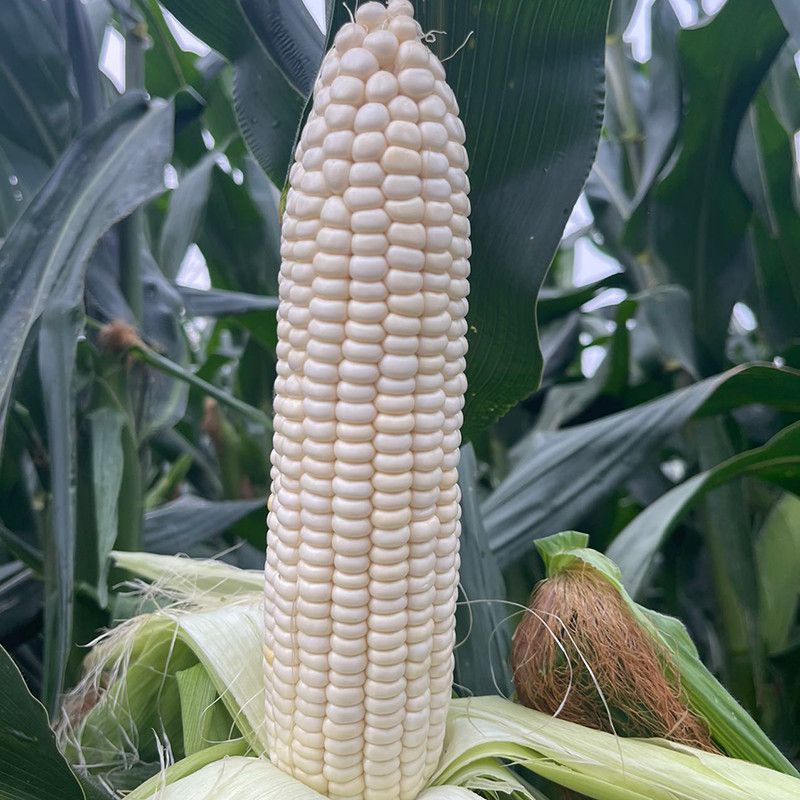 农科糯336白甜糯玉米种子白玉米种籽鲜食水果糯甜玉米